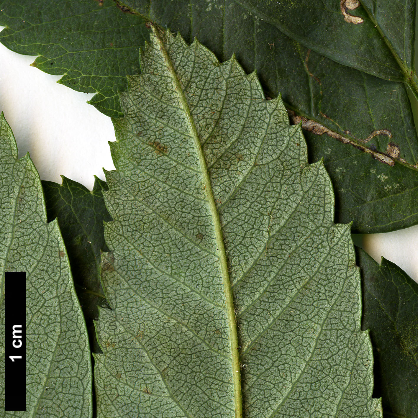 High resolution image: Family: Rosaceae - Genus: Sorbus - Taxon: aucuparia - SpeciesSub: subsp. maderensis
